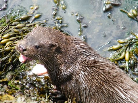 Elvis the otter by Tobermory pier