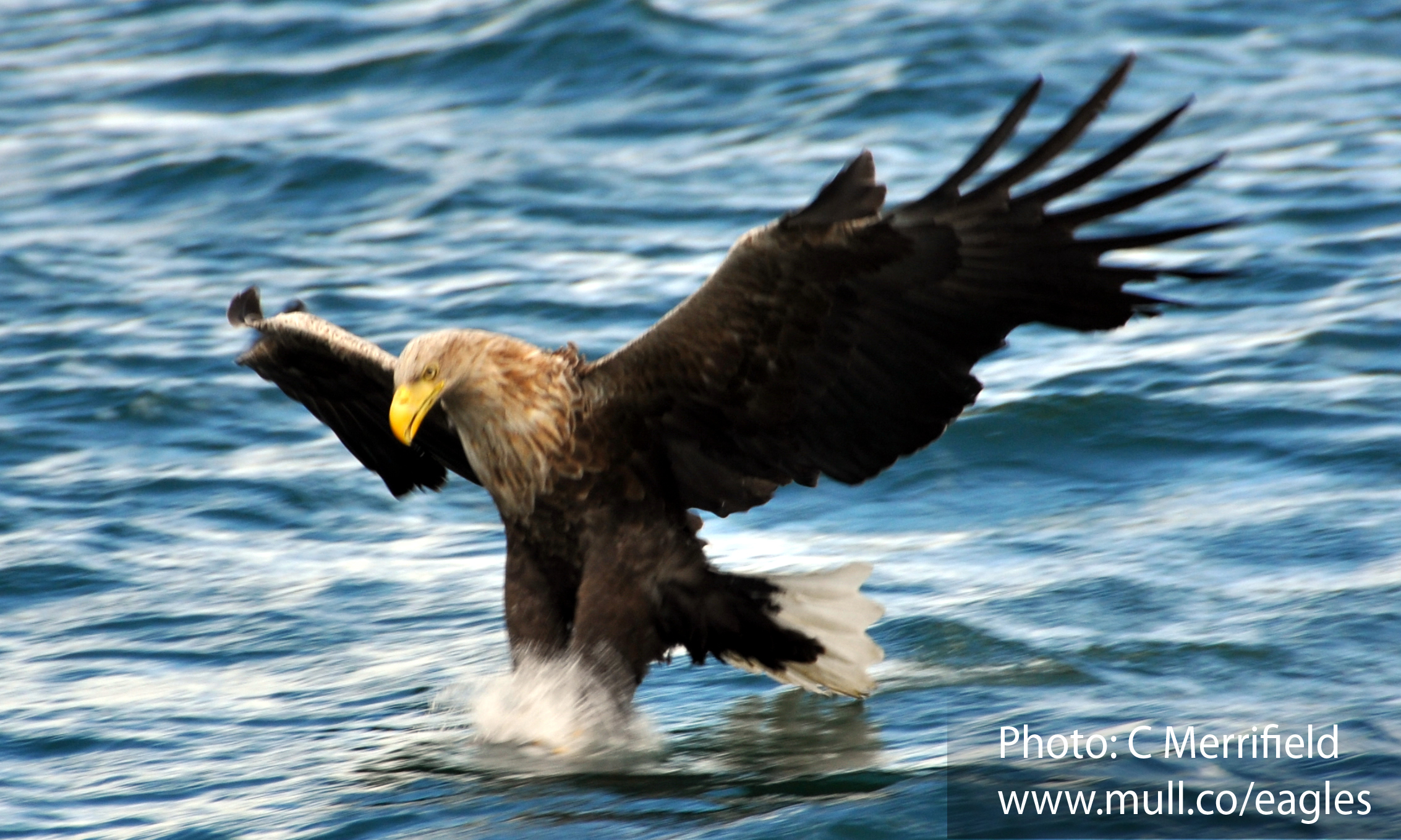 Mull sea eagle catching fish